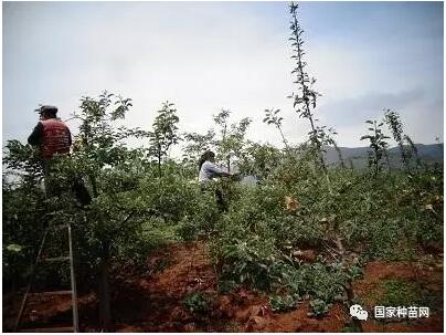 果树辩证管理技术