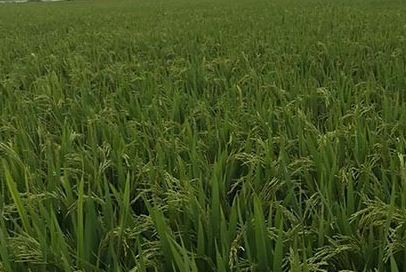 对未来的水稻种植你想好了吗