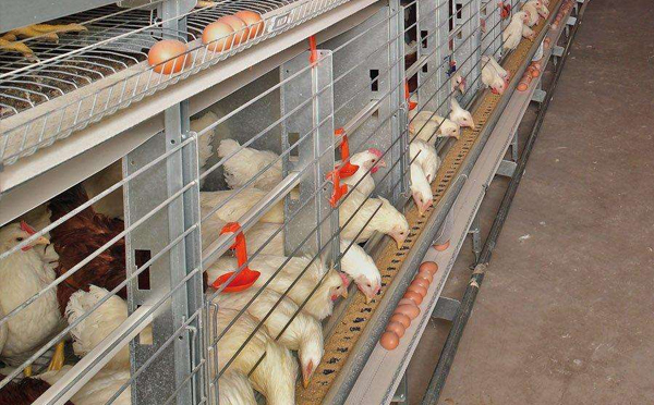 青岛自动化笼养设备厂分析如何高效养鸡