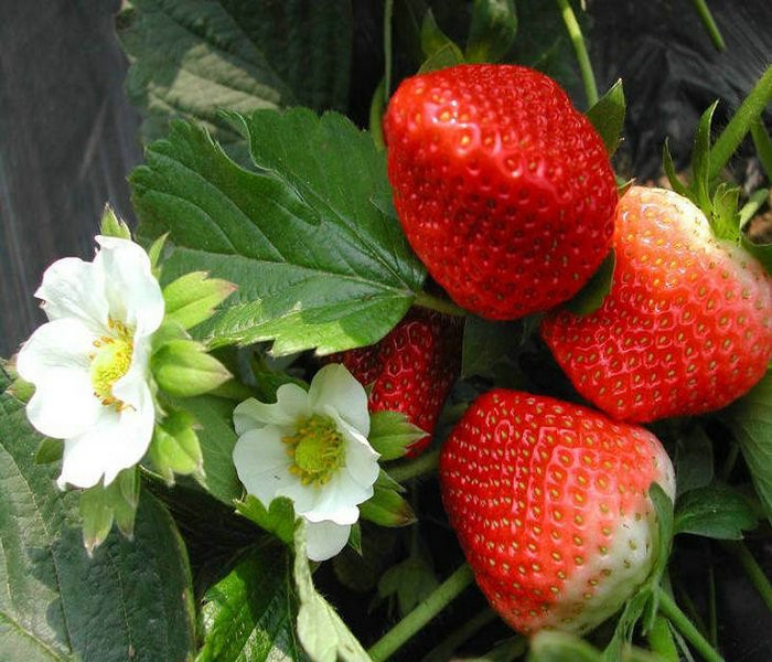 天仙醉草莓 種苗