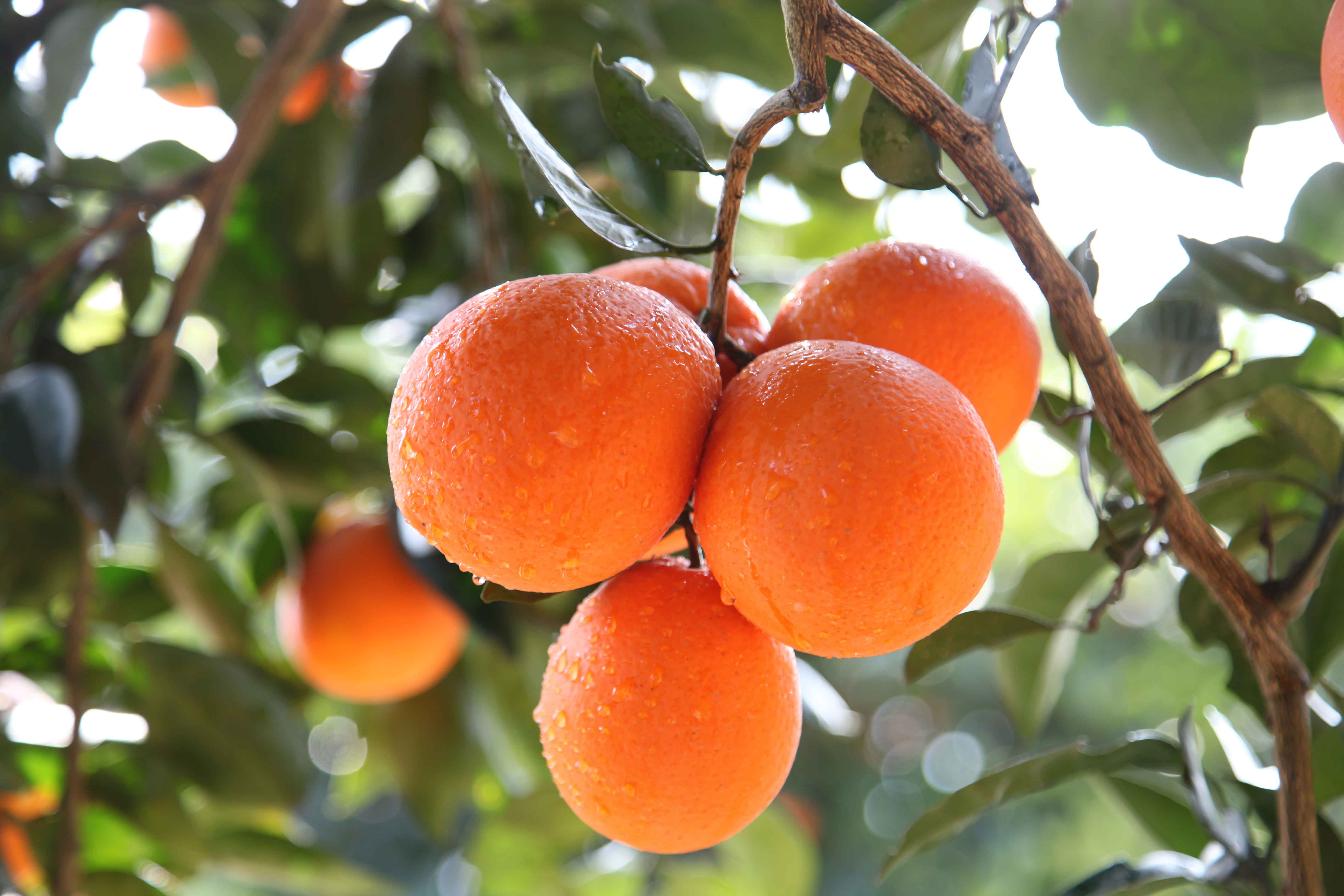 “橙”心助农帮扶，“橙”意服务企业