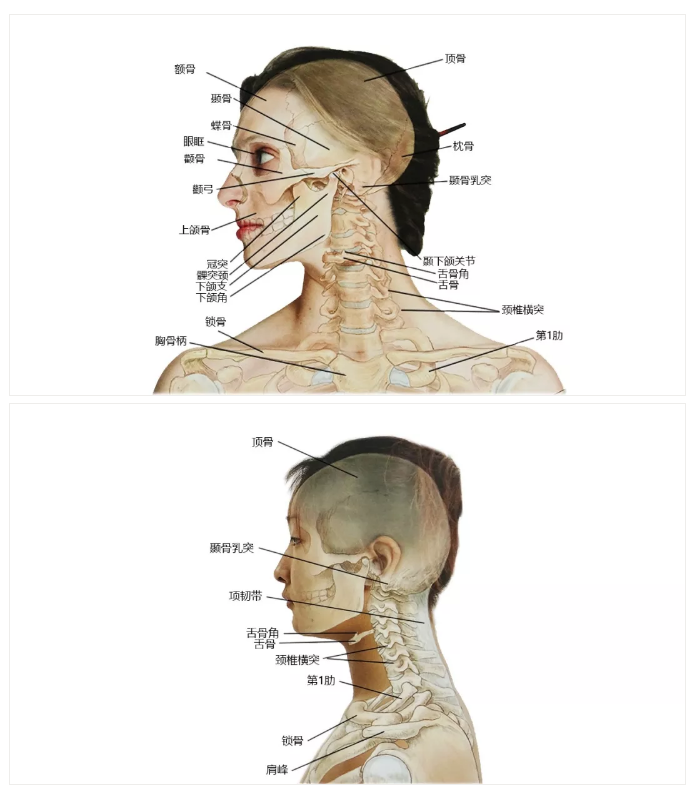 27张高清解剖图——头、面、颈部骨骼及肌肉 赶紧收藏吧！
