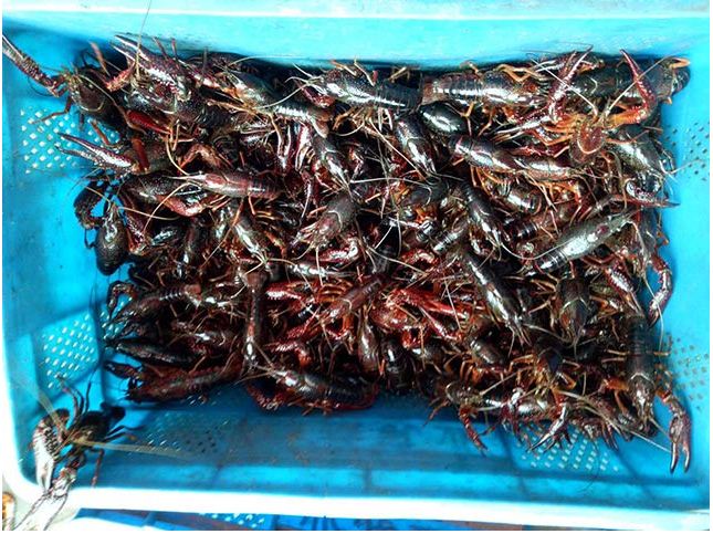 龙虾养殖有哪几种方式