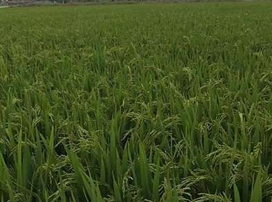 水稻种植秧苗的培育技术