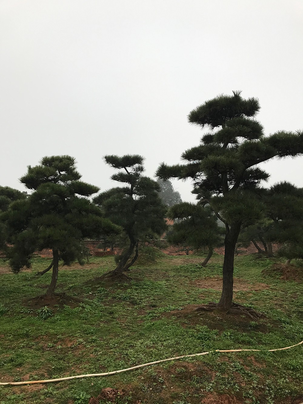 園林綠化樹(shù)皮--松樹(shù)皮覆蓋物