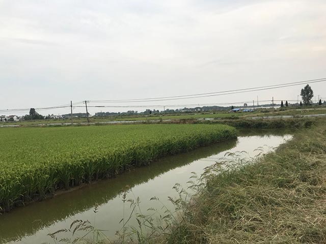 芜湖水稻种植