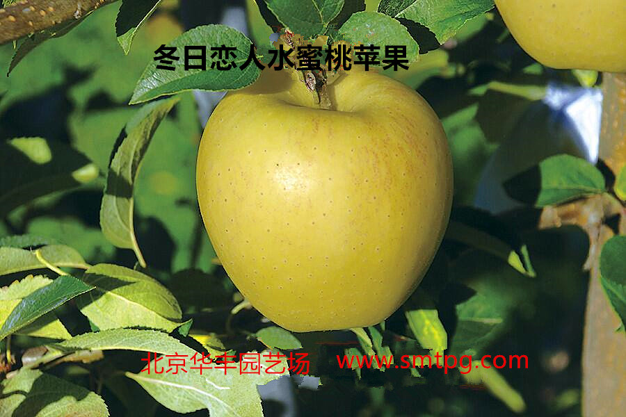 冬日恋人水蜜桃苹果 种苗