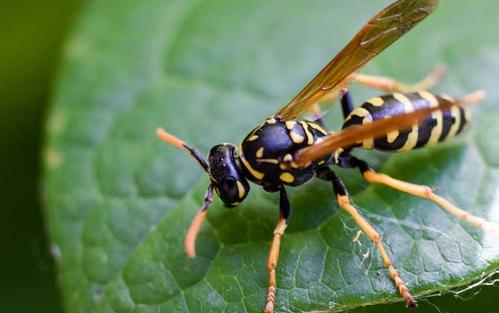 活跃而危险的飞虫——马蜂！