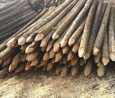 杉木桩的生产标准应注意