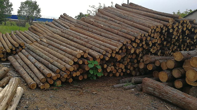 杉木樁作為綠化支撐桿的優點有哪些