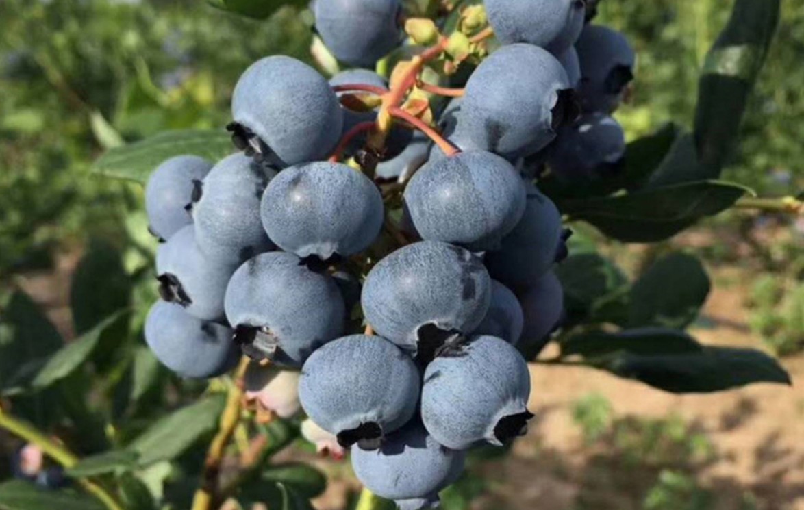 藍莓種植基地