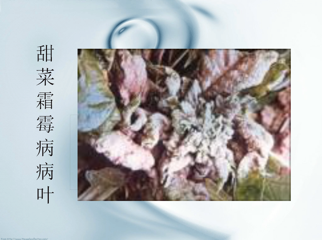 甜菜病虫害防治