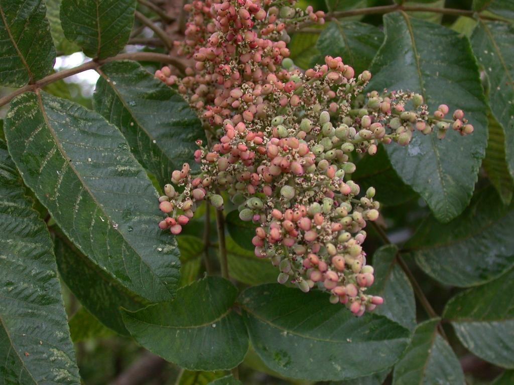 紫云花卉种子质优价廉