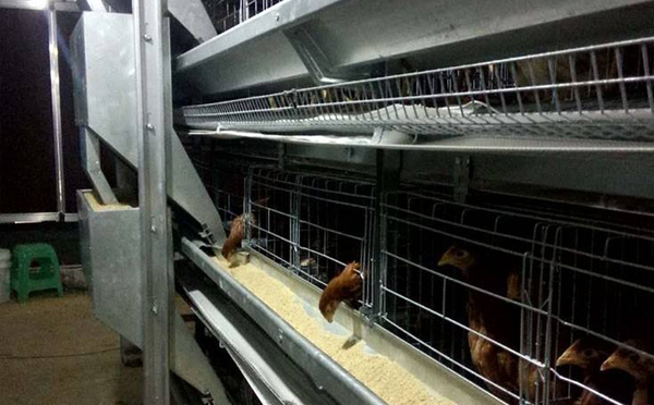 肉鸡全自动化笼养设备的应用工作流程