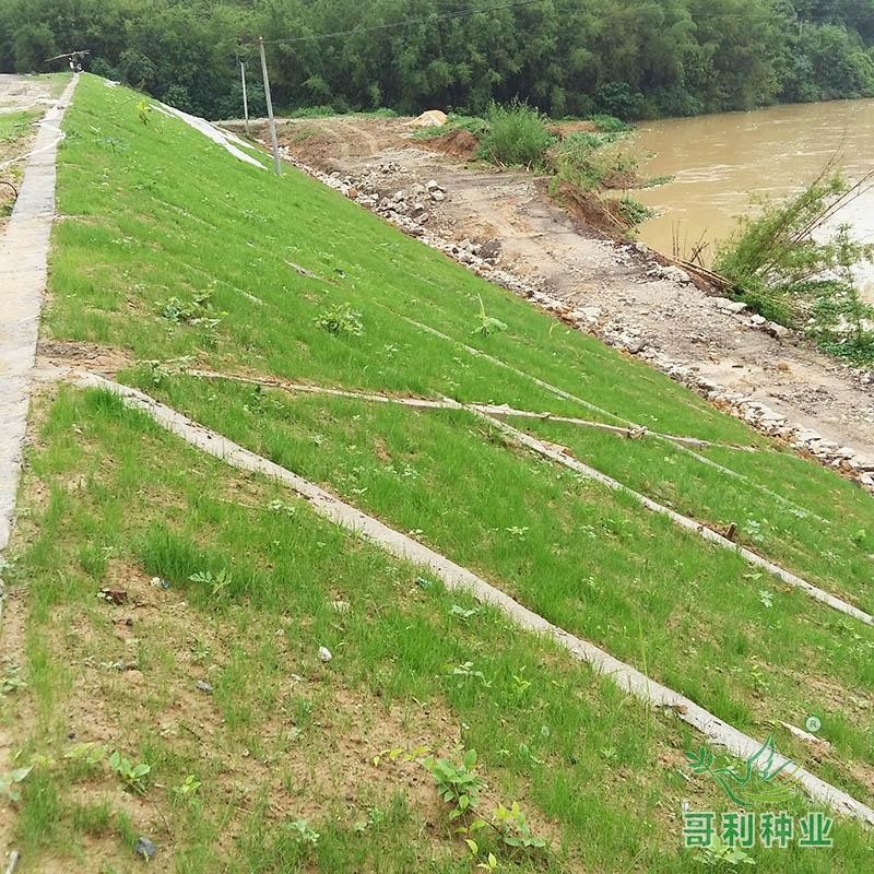 清远佛冈龙山河提工程