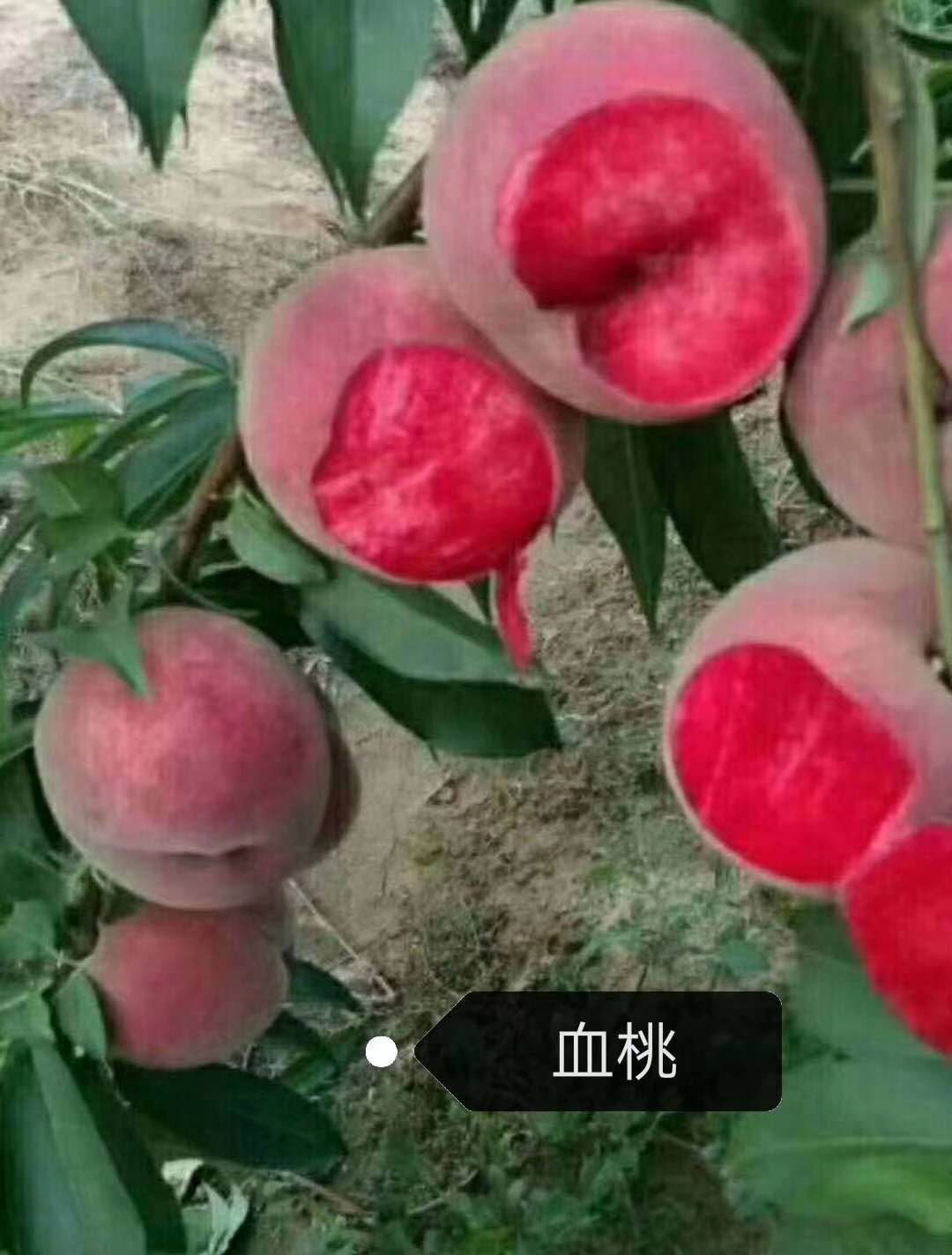 血桃 种苗