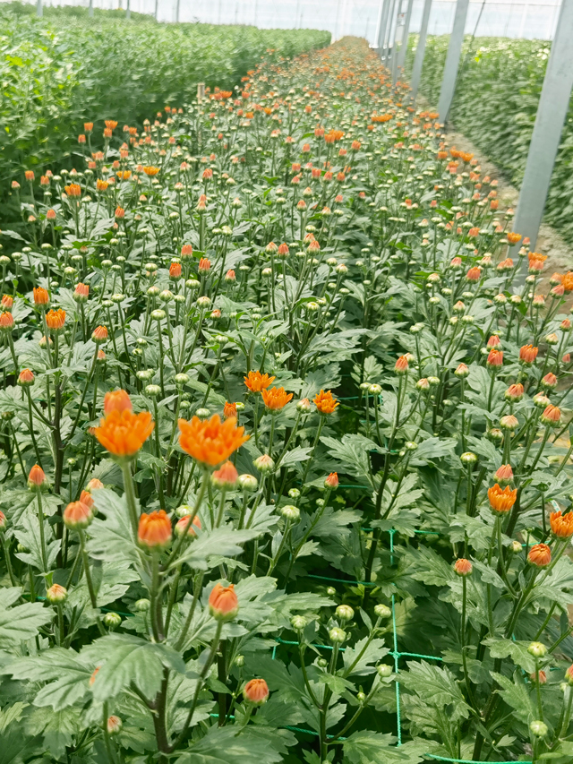 菊花