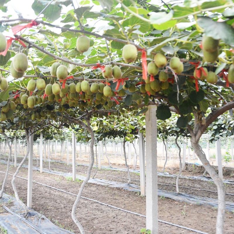 佳木斯奇异果哪里买-青州市团圆蜜果树种植专业合作社