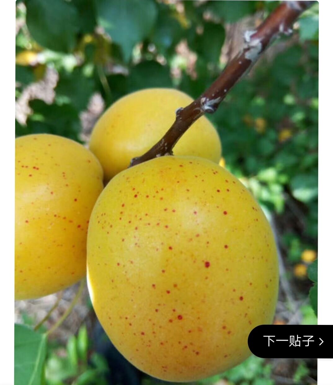 荷兰香蜜杏 种苗 荷兰香蜜杏 种苗