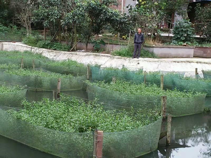 上海泥鳅养殖基地