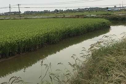水稻种植苗期有什么病虫害