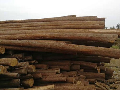芬蘭木材市場周報：松木、杉木原木價格略有下降