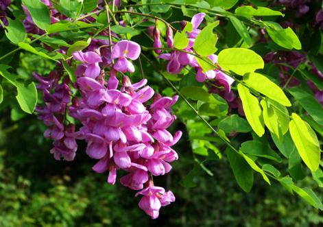 紫穗槐种子