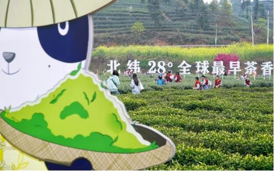 泸州纳溪乡村振兴“狠活”：北纬28°特早茶