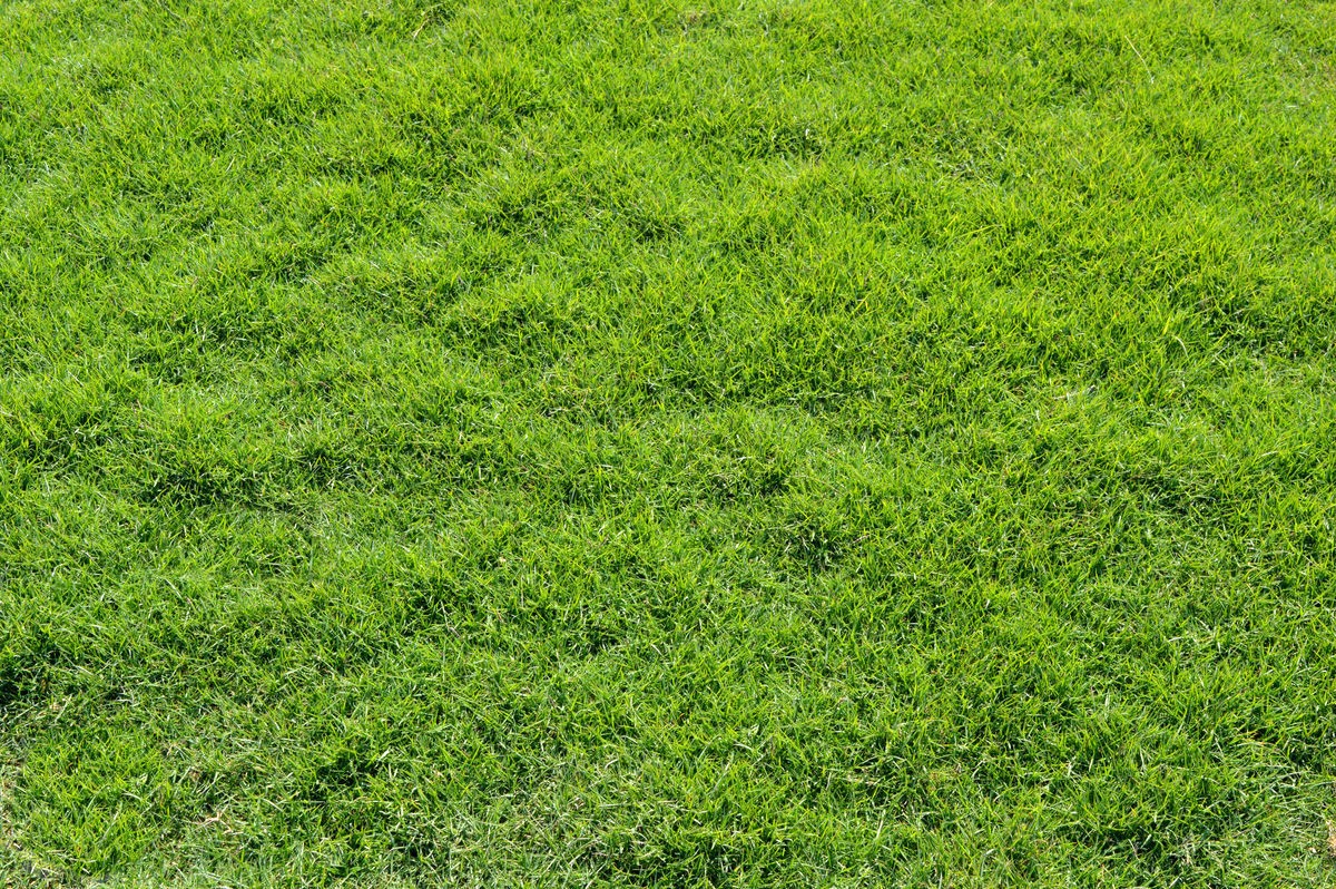 护坡一般用什么草种草种籽 绿化工程护坡