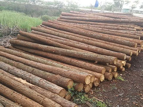 河道木樁對環境的保護目的介紹