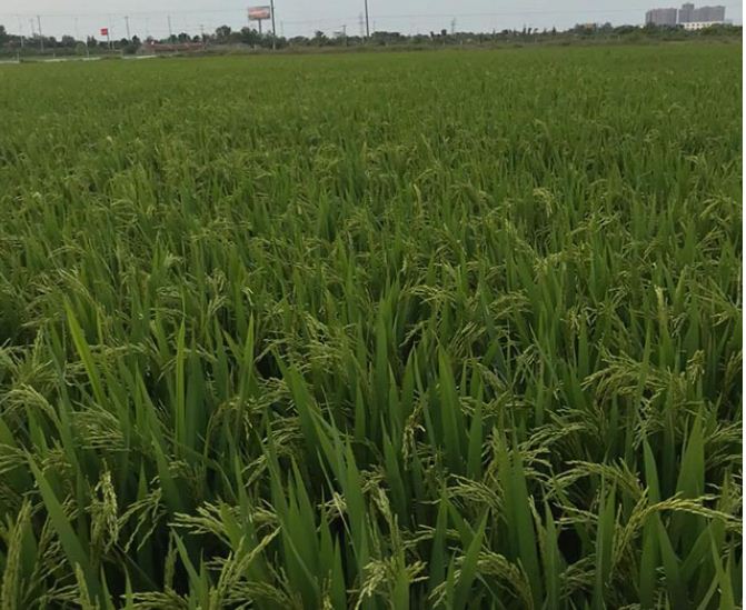 水稻种植水层管理技术要求