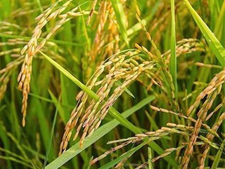 吃了几十年大米，水稻是怎么去壳你知道吗？