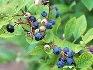 蓝莓的生长习性