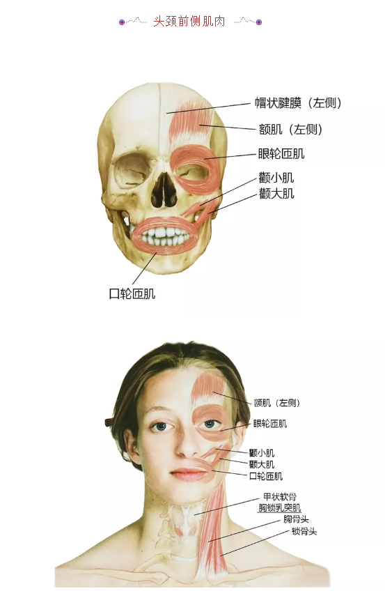 27张高清解剖图——头、面、颈部骨骼及肌肉 赶紧收藏吧！