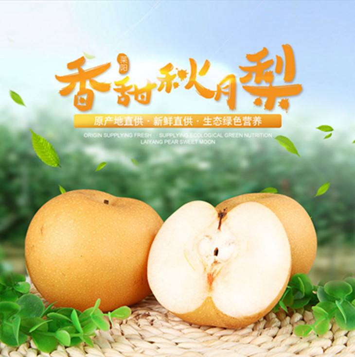 秋月梨 种苗 秋月梨 种苗