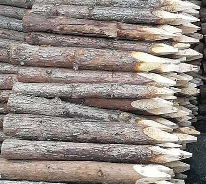 连云港杉木桩的生产加工标准