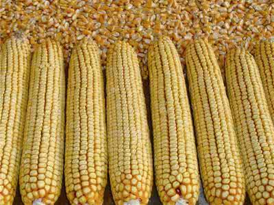 高品質玉米種子晾曬技術性