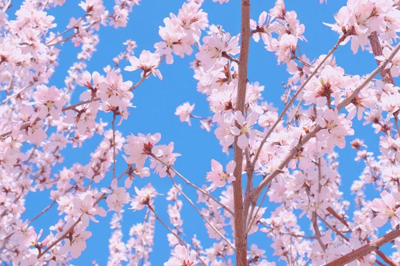 【全民賞花季】逛花海、嗅春風、看《大漠傳奇》，七星湖帶你玩轉春天！