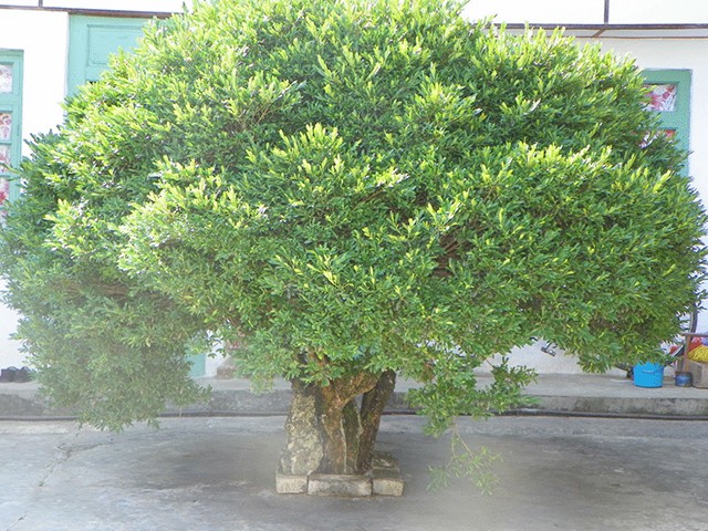 黃楊