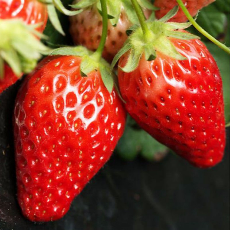 每日紅四季草莓 種苗