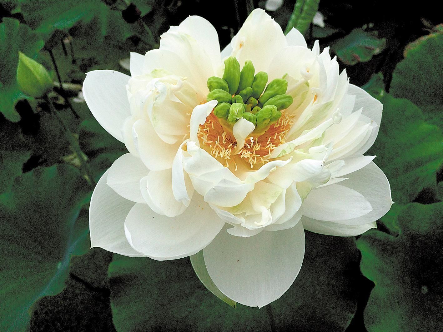 武汉植物园五个莲花新品种获国际认证