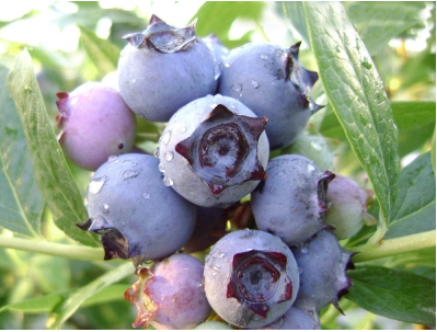 明星（star）藍莓 種苗