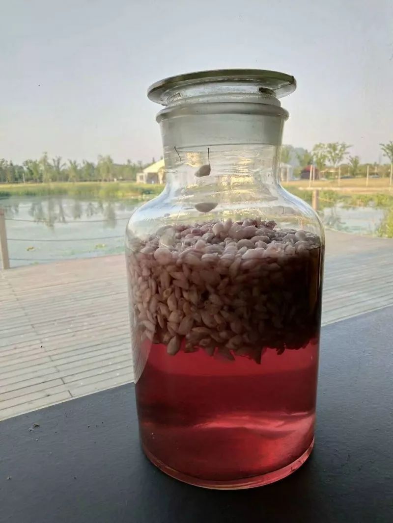 菲油果 种苗 菲油果 种苗