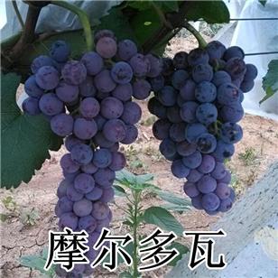 摩尔多瓦葡萄 种苗 摩尔多瓦葡萄 种苗
