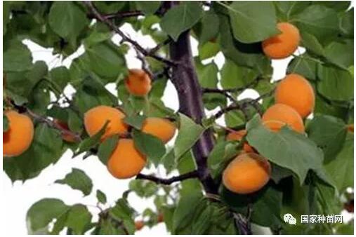 仁用杏高产优质栽培技术 仁用杏高产优质栽培技术