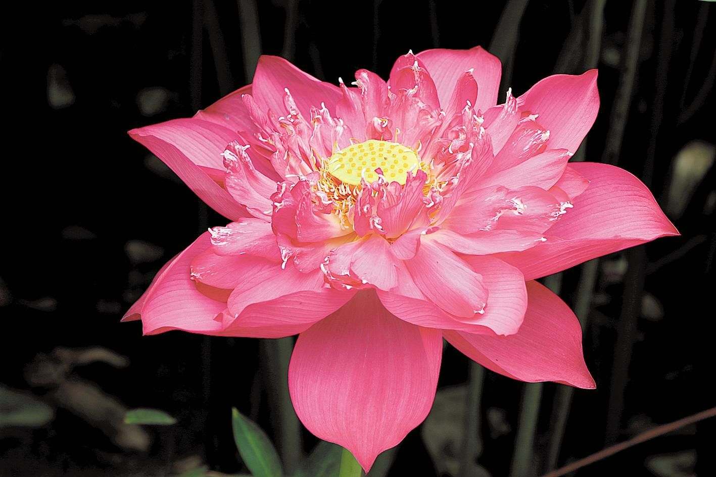武漢植物園五個蓮花新品種獲國際認證