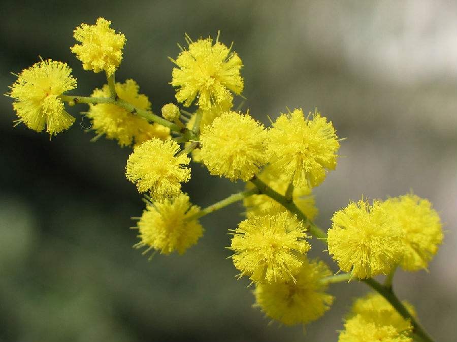 六枝特花种厂家