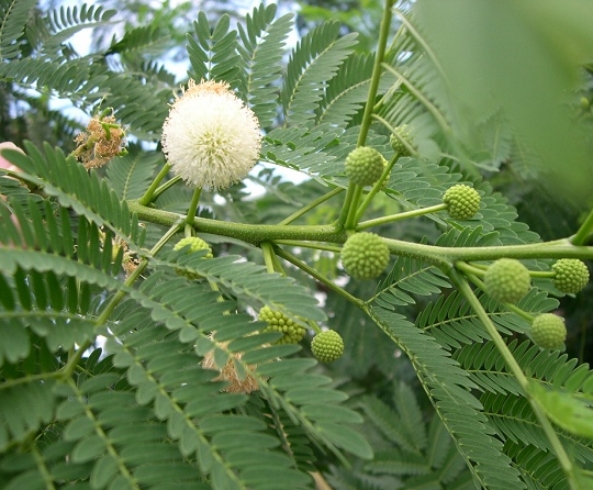 花溪种子零售