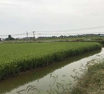 淮南水稻种植的要求与标准