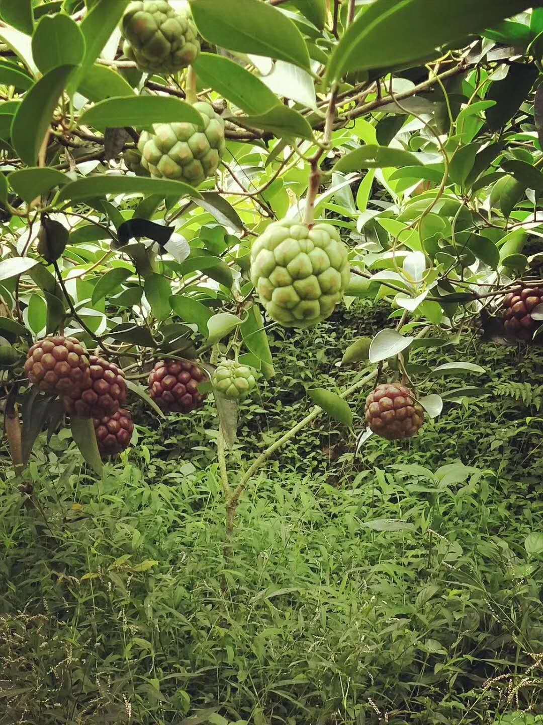 黑老虎(布福娜) 种苗